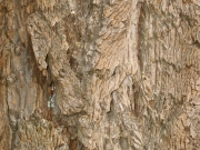 Douglas fir (Pseudotsuga menziesii) 